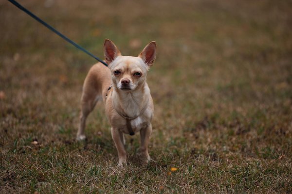 What are the best UK brands for affordable yet stylish women's clothing?